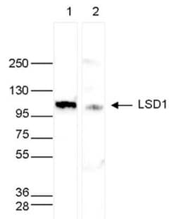 LSD1 Rabbit anti-Human, Polyclonal, Novus Biologicals 100 &mu;g; Unconjugated:Antibodies,